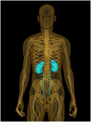 Comprovado: NQI funciona para dissolver calculo renal